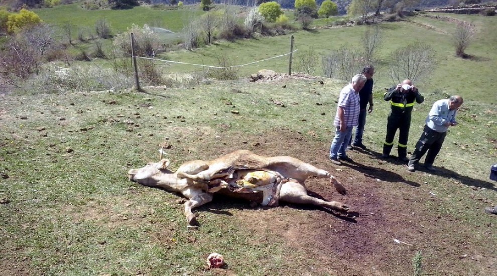 Els Agents Rurals han agafat mostres de l'animal mort