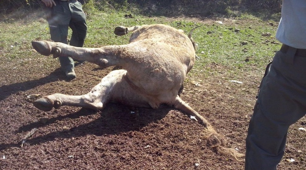 Vaca morta pels atacs dels voltors, fa deu dies