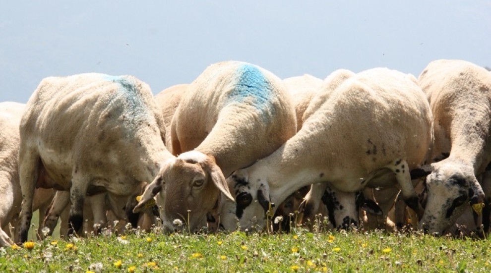 Imatge d'un grup d'ovelles xisquetes menjant