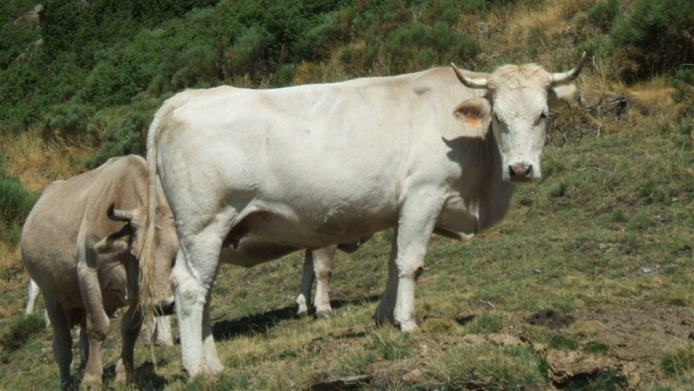 Un exemplar de vaca pallaresa