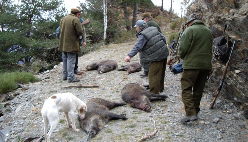Un grup de caçadors de Llavorsí amb porcs senglars morts en una batuda