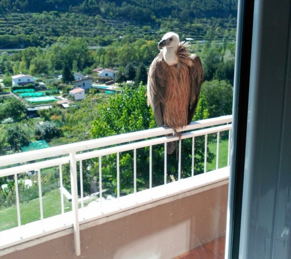 L'animal, al balcó.