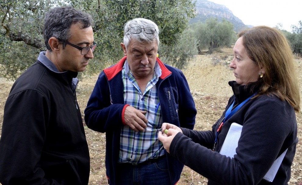 La tècnica de l'IRTA mostra una oliva als productors de la zona