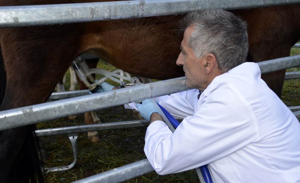 Primer pla del ramader Jordi Baró munyint una euga