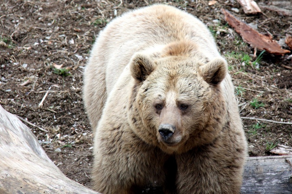 Un exemplar d'ós bru, en imatge d'arxiu