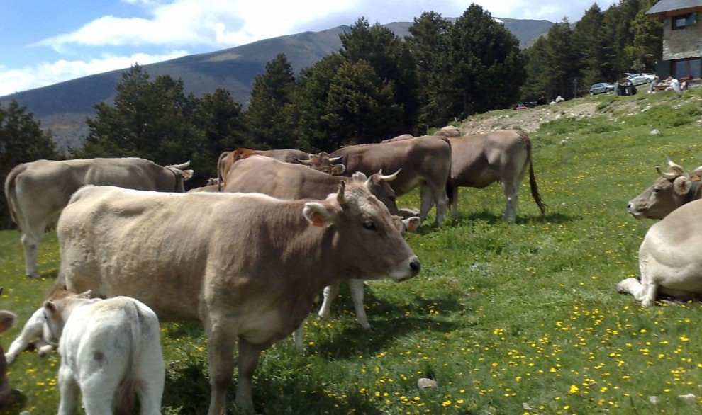 Exemplars de vaca bruna a les pastures d'estiu