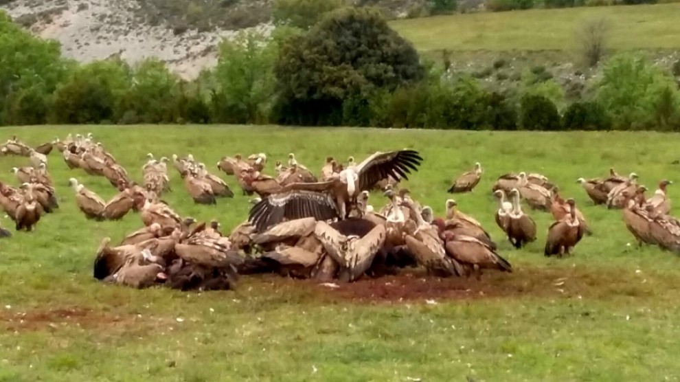 Els voltors atacant el poltre recent nascut a La Terreta