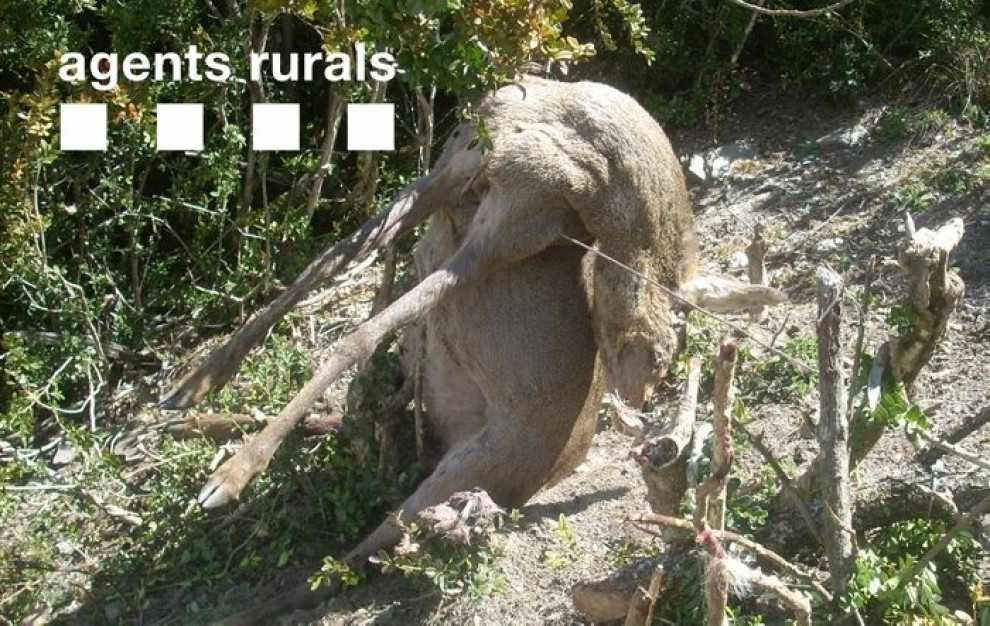 Imatge d'un cabirol mort atrapat en un llaç no selectiu