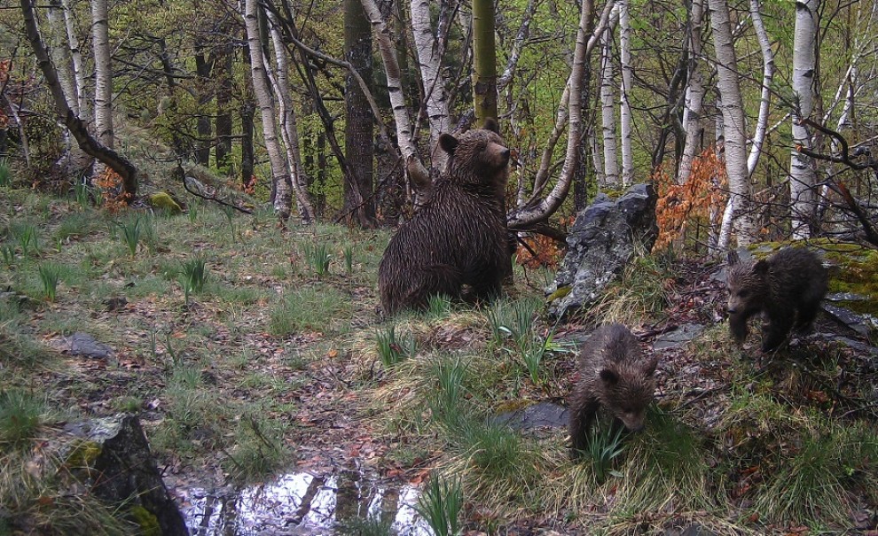 L'alcalde d'Ustou no vol que els óssos passegin pel seu municipi
