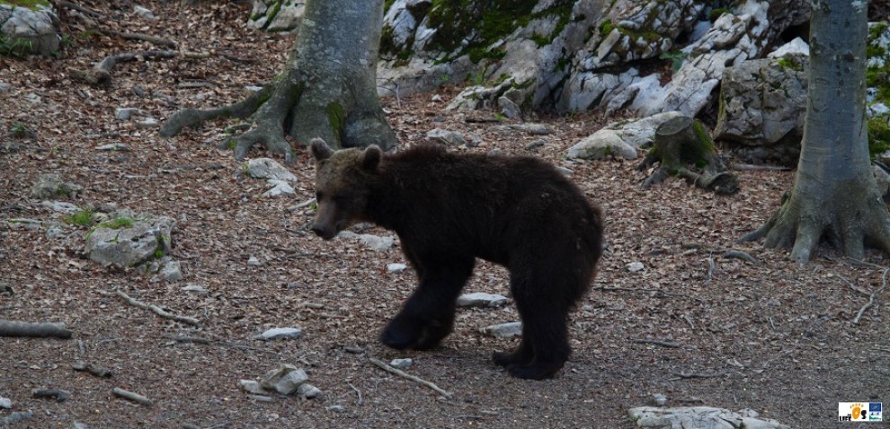 Goiat, el nou ós que han alliberat al Pirineu