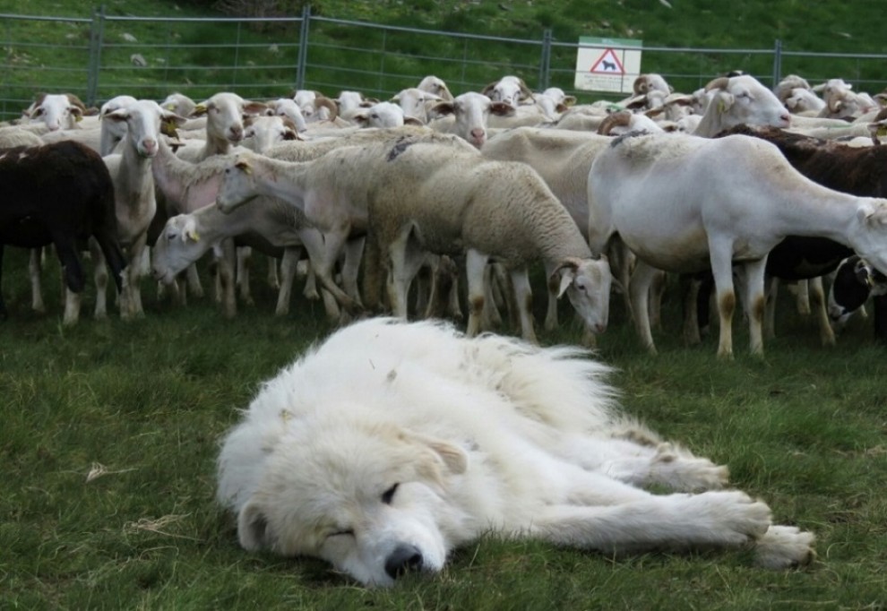 Un gos pastor amb el seu ramat a Boldís, en imatge d'arxiu
