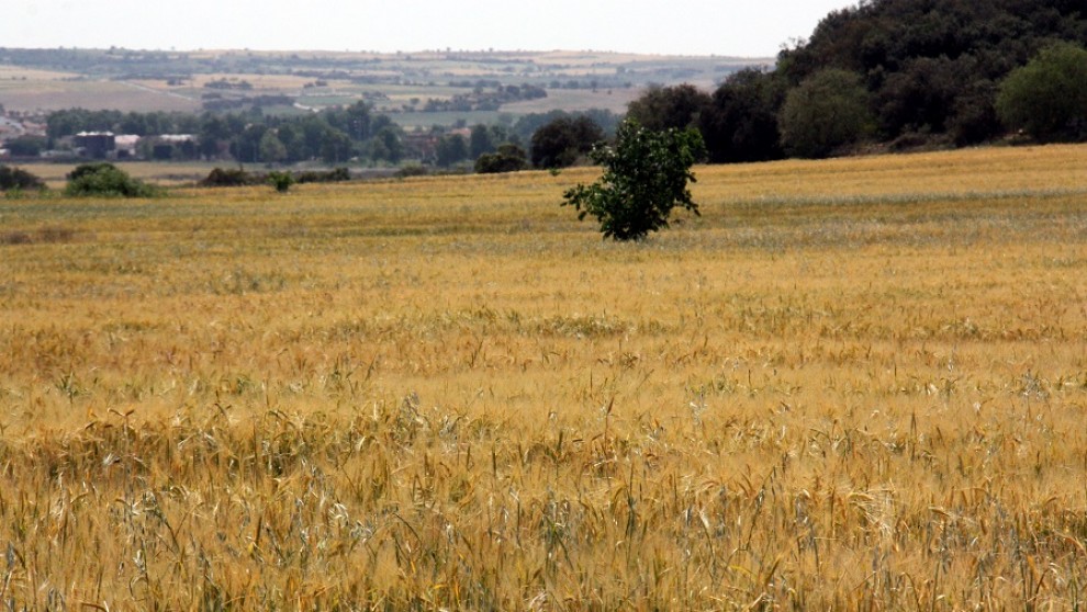 Un camp de cereals afectat per la sequera