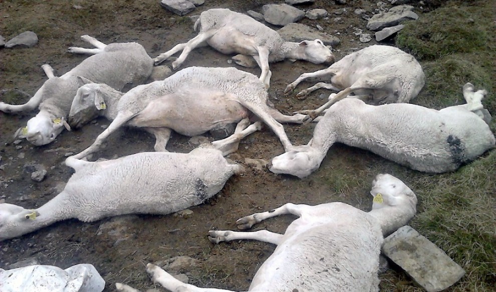Imatge de les ovelles mortes a Boldís, al terme de Lladorre
