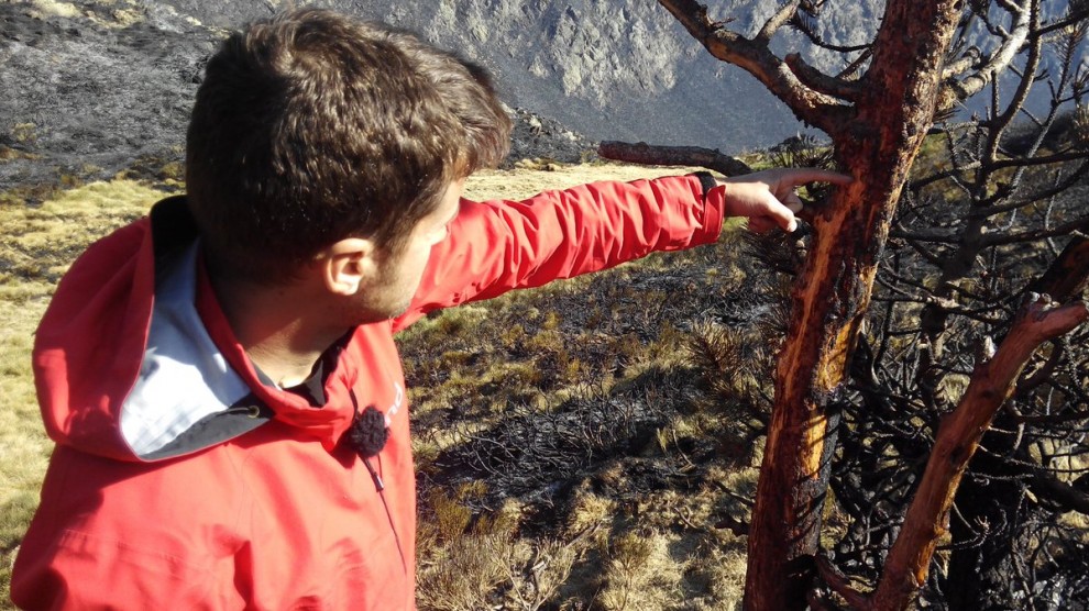 Eloi Cordomí mostra el punt exacte de l'impacte del llamp en un arbre