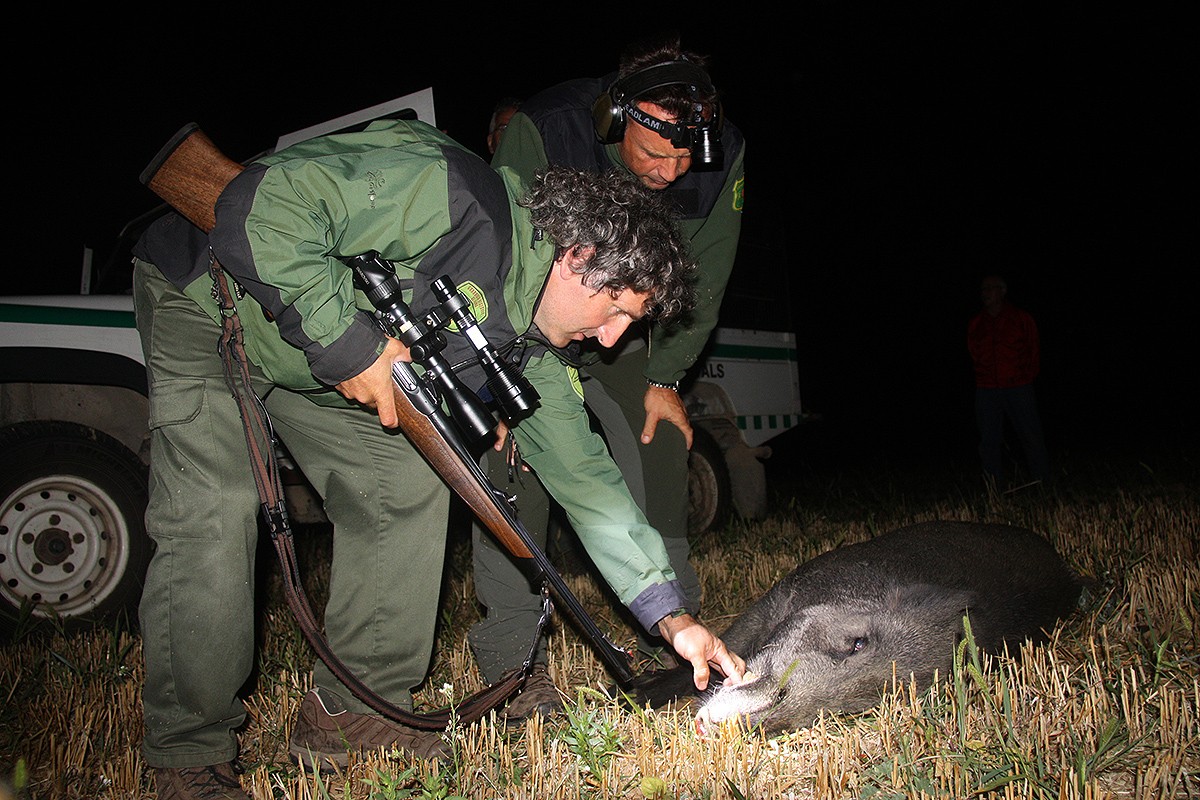Dos agents rurals miren un senglar abatut durant una captura nocturna