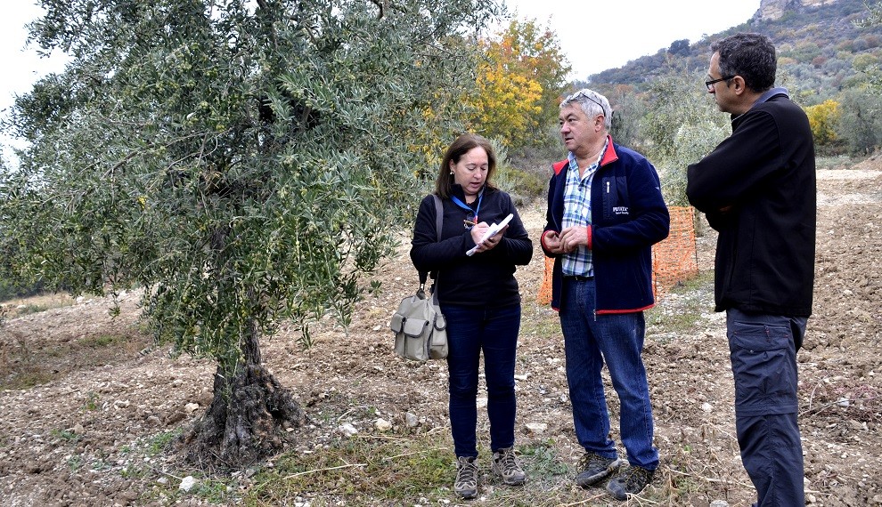 Membres de l'associació i una tècnica recollint informació d'una olivera al Pallars