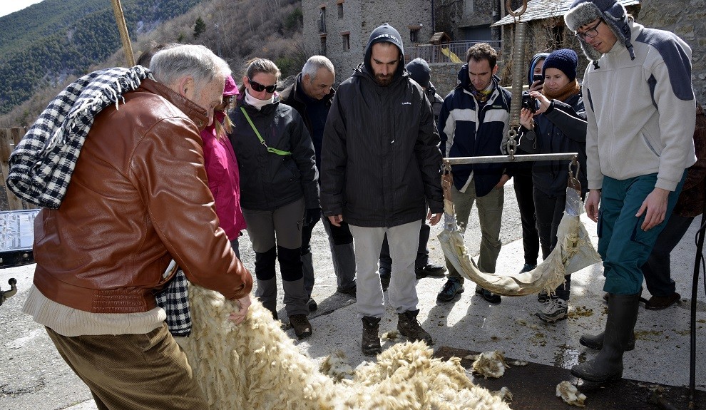 Un pastor ensenya als alumnes de l'Escola de Pastors a plegar la llana d'una ovella