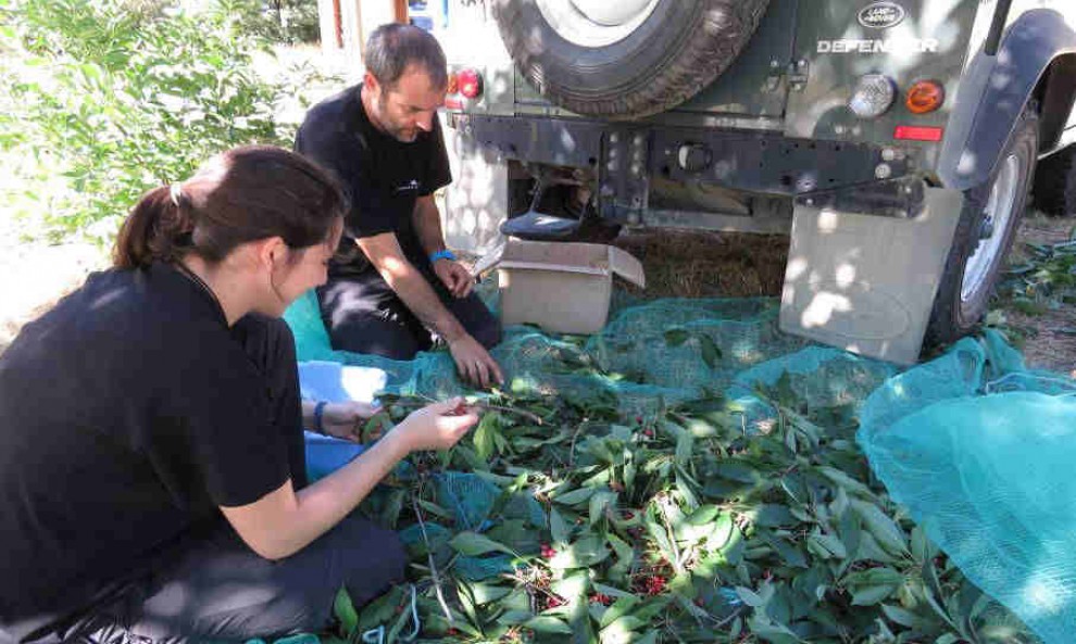 Dos persones preparant la plantació dels arbres fruiters