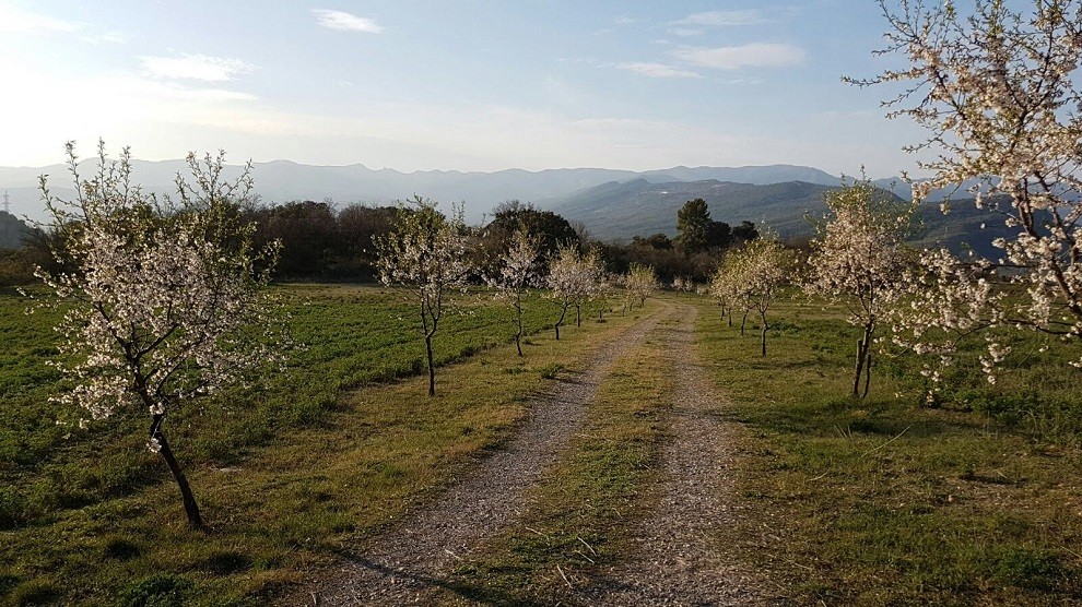 Els arbres fruiters han esclatat al Pallars amb les temperatures suaus
