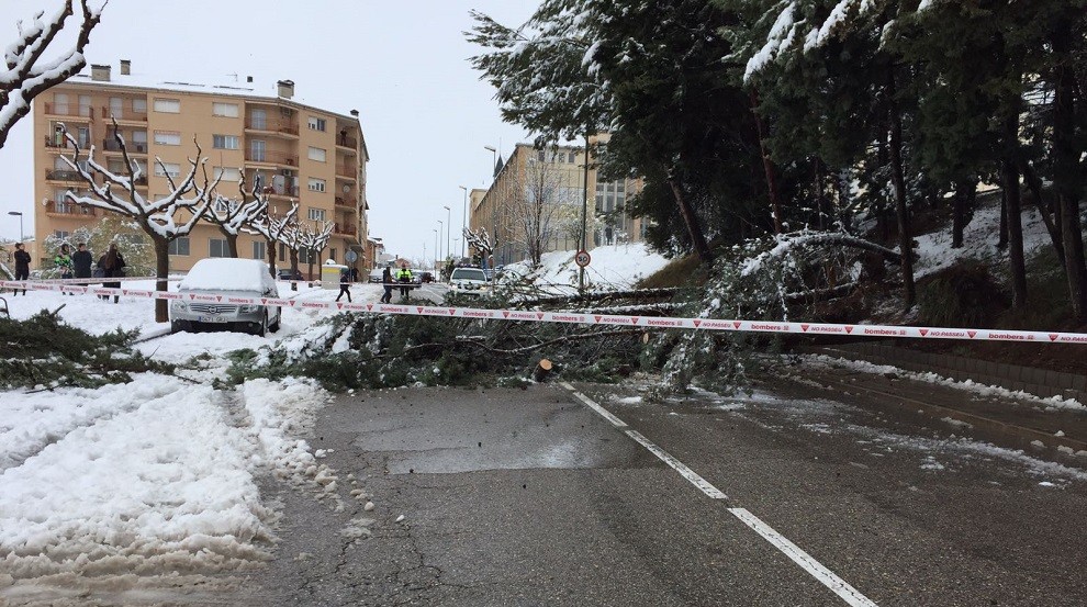 Dos arbres han tallat la C-13 a l'entrada de Tremp durant més d'una hora