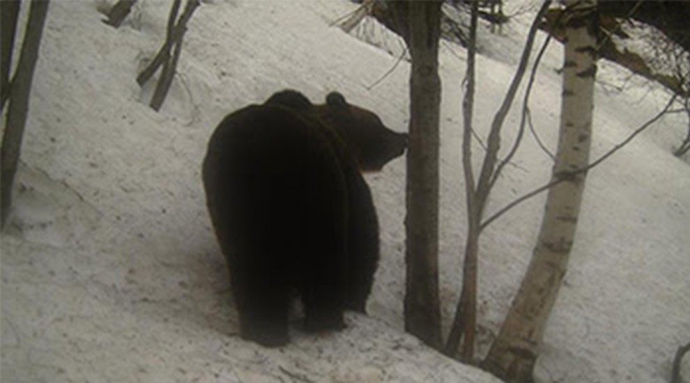 Imatge d'un ós bru captada el 18 de març de 2017 a Lladorre