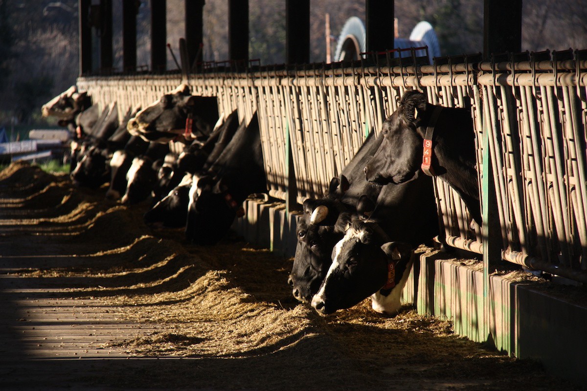 Una desena de vaques alimentant-se en una explotació ramadera