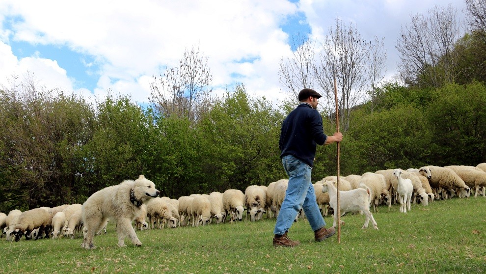 Un pastor amb el seu gos de protecció del ramat i les ovelles