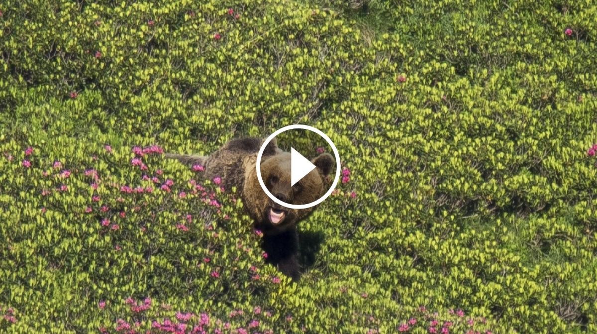 Un exemplar d'ós camina molt tranquil per les muntanyes de Tavascan