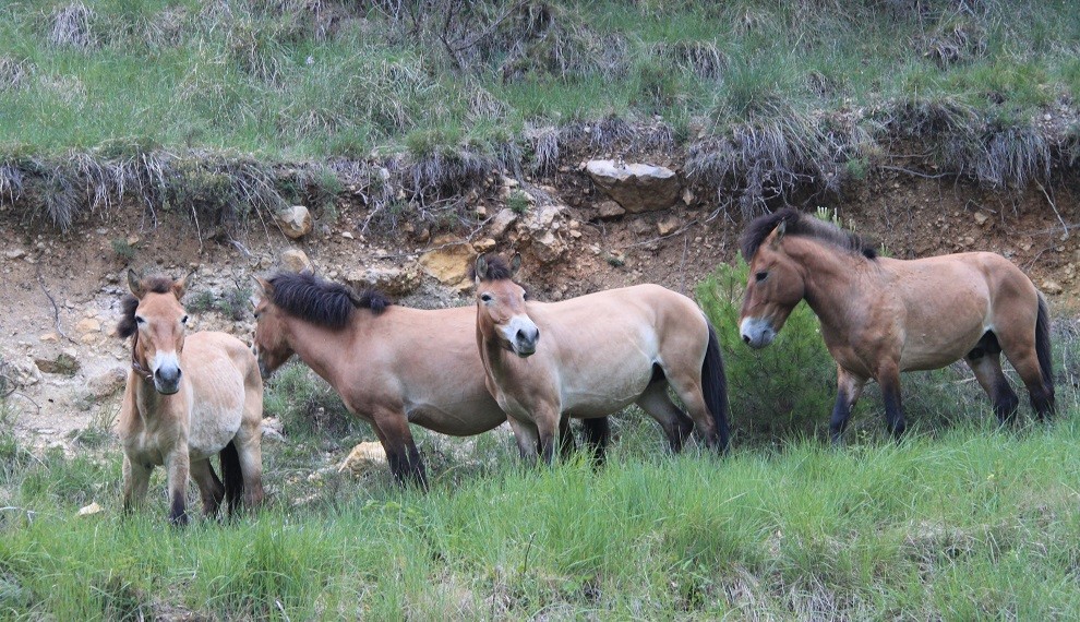 Els cavalls salvatges o de Przewalski, recent arribats al Pallars