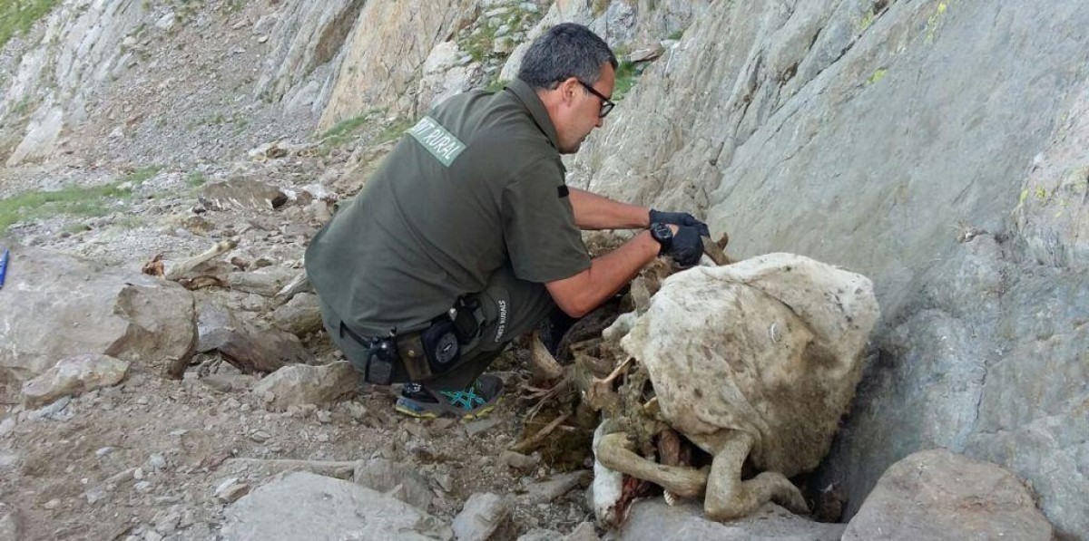 Imatge d'un Agent Rural inspeccionant una ovella