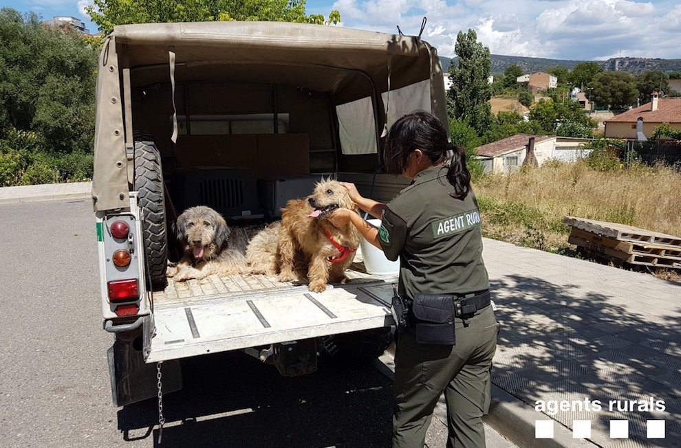 Imatge dels dos gossos comissats pels Agents Rurals