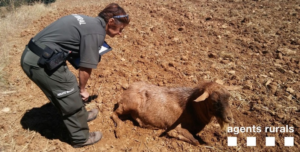 Un agent rural observant un dels animals ferits
