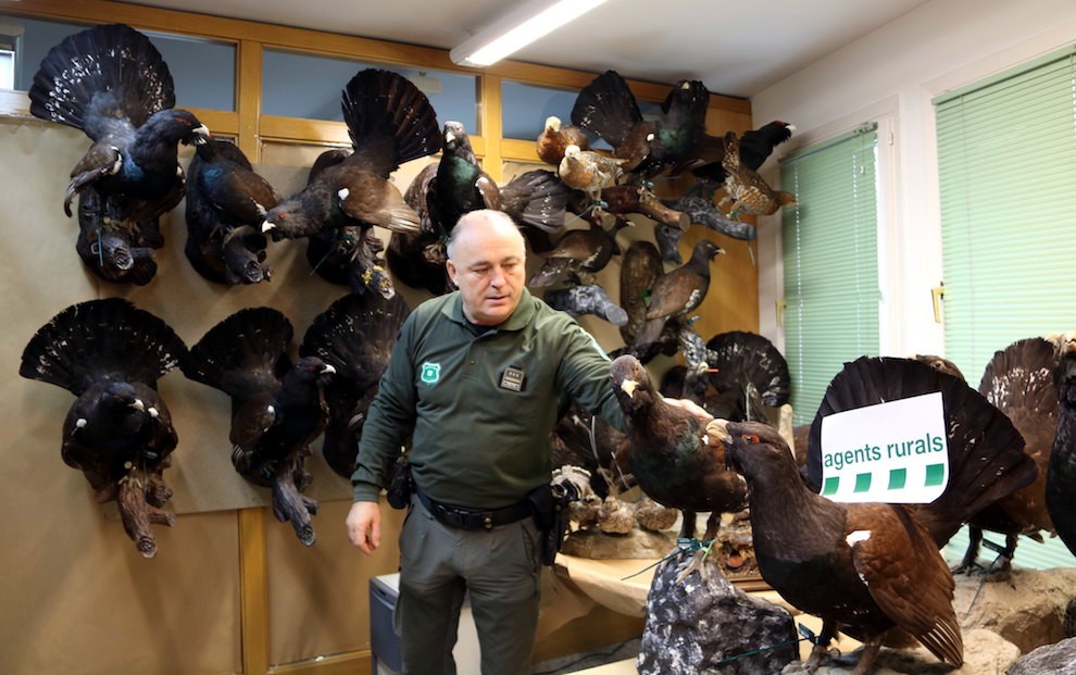 El cap dels Agents Rurals a Lleida, Llorenç Ricou, entre galls fers comissats
