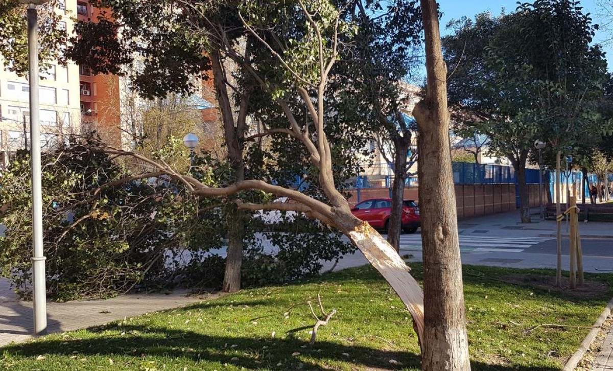 Un arbre partit pel vent, en imatge d’arxiu