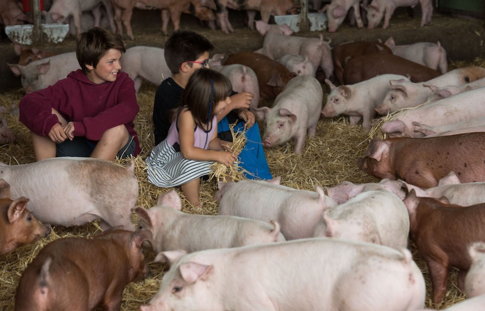 Uns nens visitant una explotació porcina