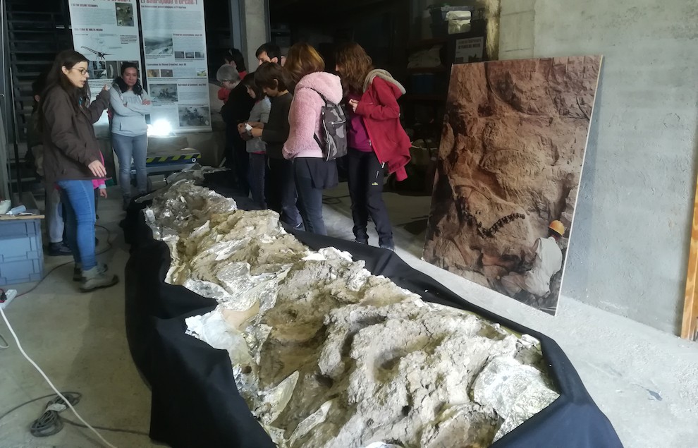 El coll de titanosaure ha estat un del al·licients del Museu 