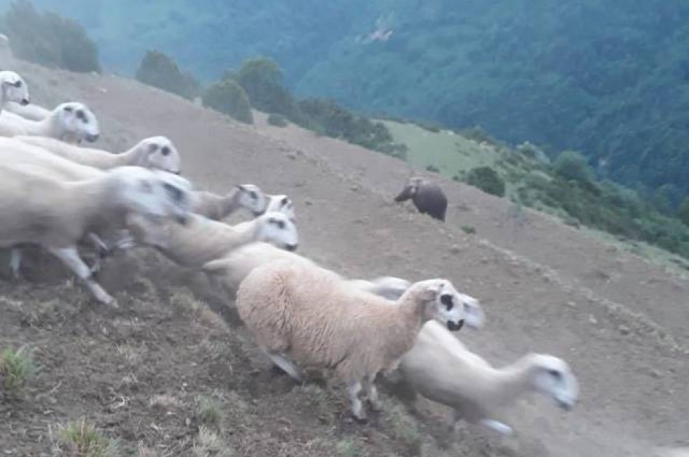 Imatge de l’os a punt d’atacar el ramat d’ovelles