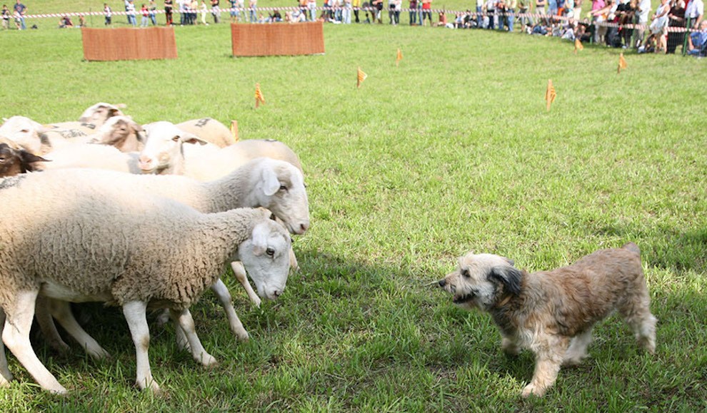 Un gos d'atura, cara a cara amb el ramat d'ovelles