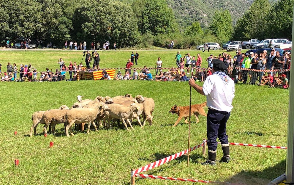 Els tres protagonistes del concurs: el pastor, el gos i les ovelles
