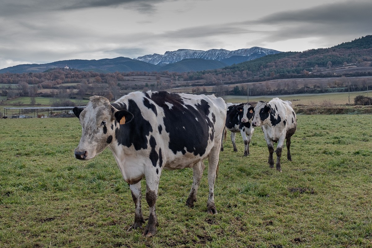 Dos vaques en un camp del Pirineu