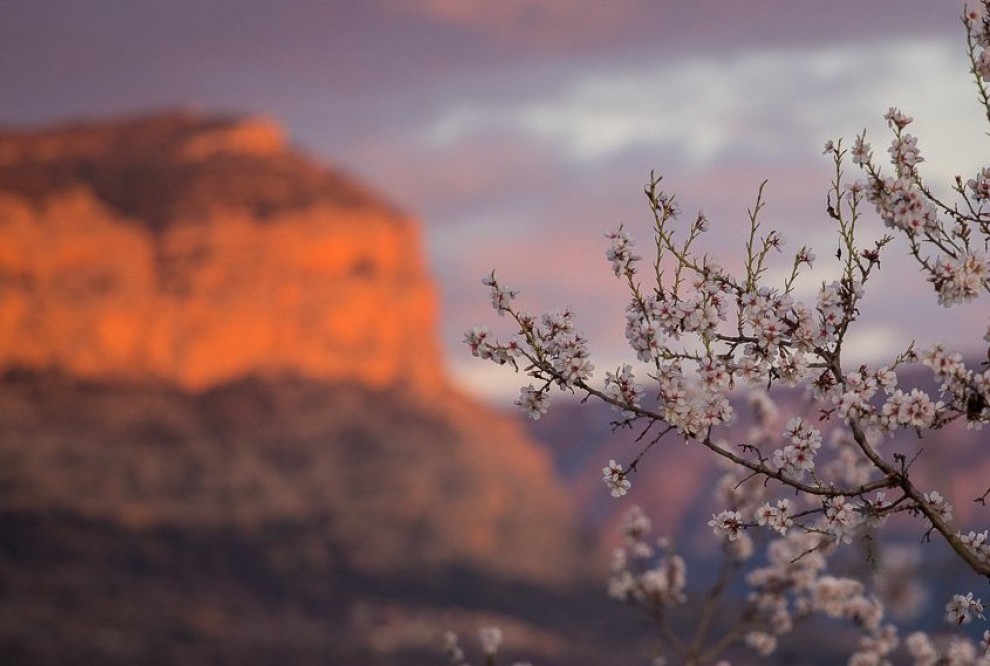 Un ametller florit al Pallars Jussà