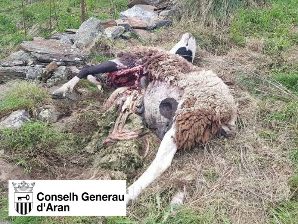 Pla de detall de l'animal mort arran de l'atac de l'os Goiat a Baish Aran