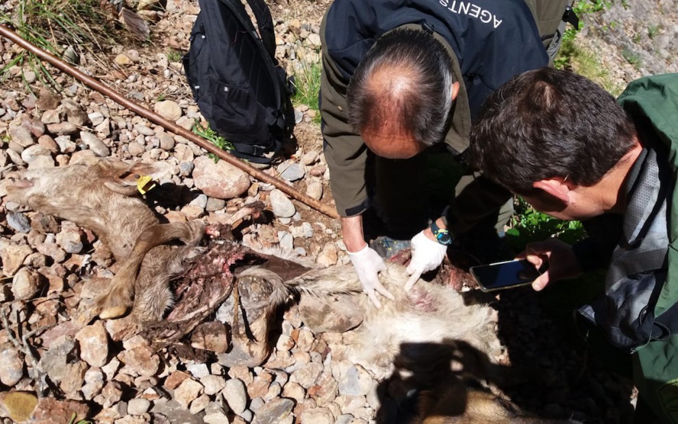 Els Agents Rurals comprovant les restes de la cabra morta a Rivert