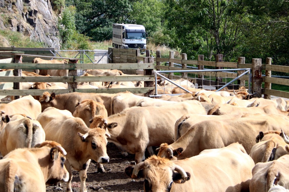Un ramat de vaques esperant per ser carregades després d'haver baixat de la muntanya