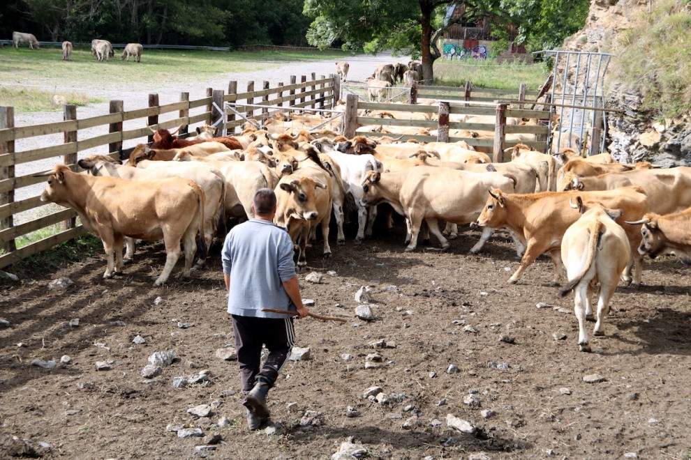 Un ramader del Pallars Sobirà amb les seves vaques