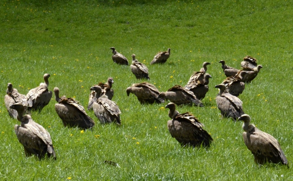 Un grup de voltors en un prat pallarès
