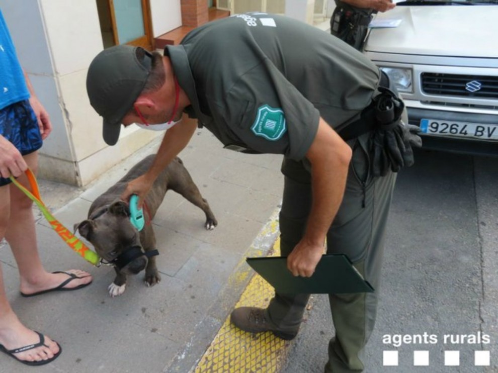 Imatge d'un agent comprovant el xip del gos