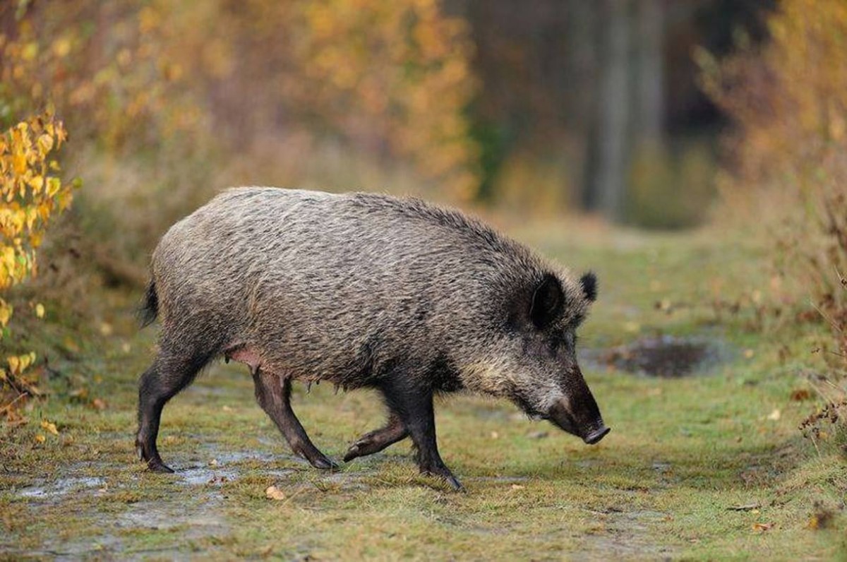 Imatge d'arxiu d'un porc senglar