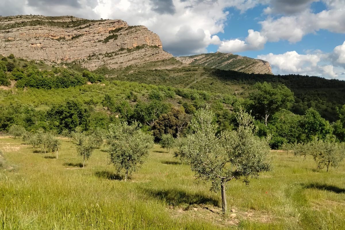 Pla general d'un camp de varietats autòctones d'oliveres al Pallars Jussà