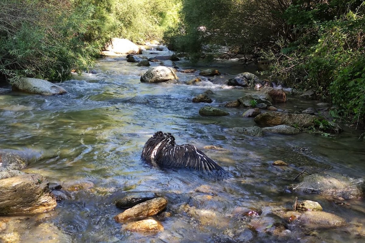 Imatge d’un dels voltors atrapat al riu Flamisell